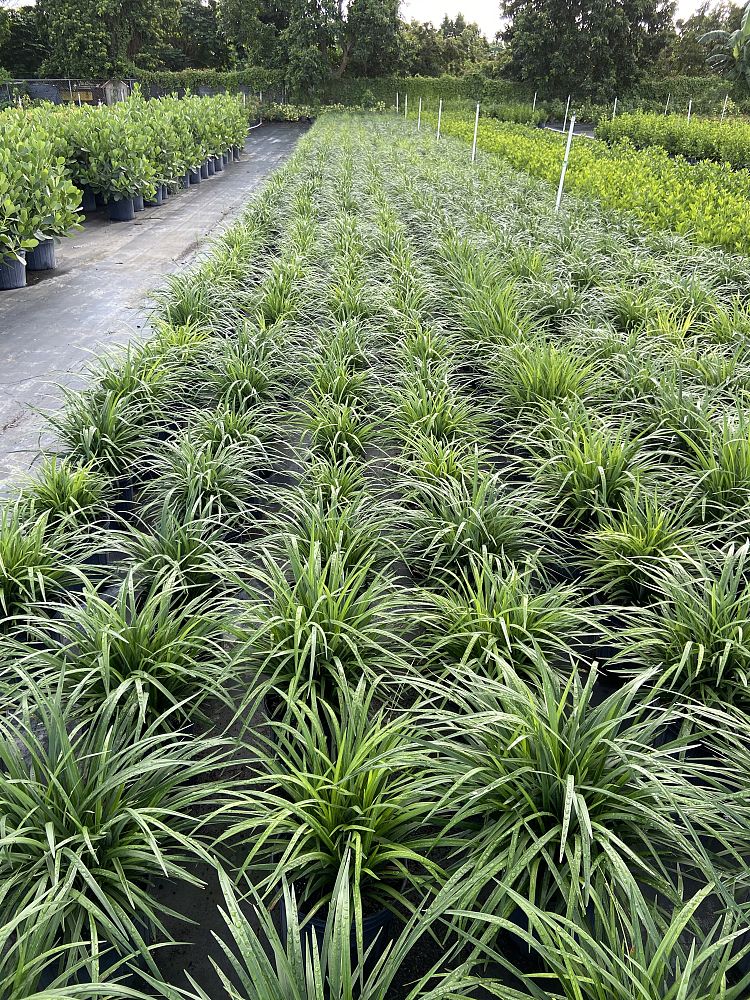 liriope-muscari-super-blue-lilyturf