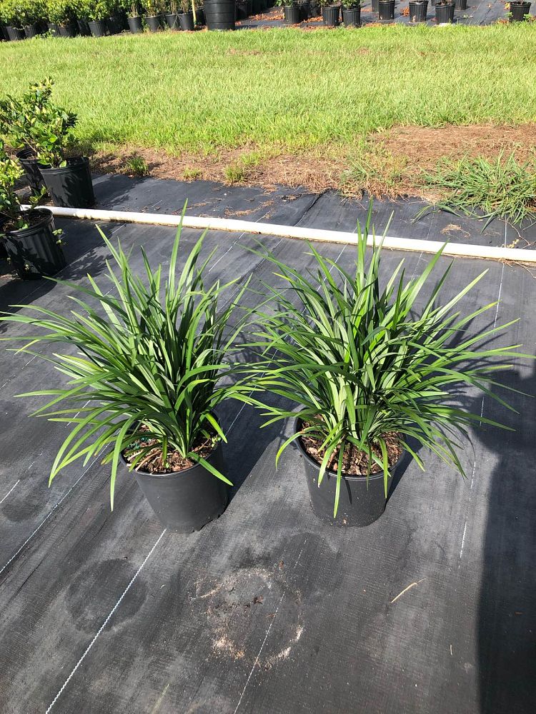 liriope-muscari-super-blue-lilyturf