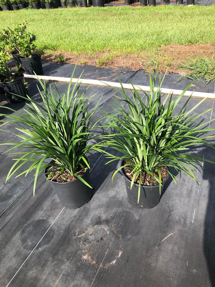 liriope-muscari-super-blue-lilyturf