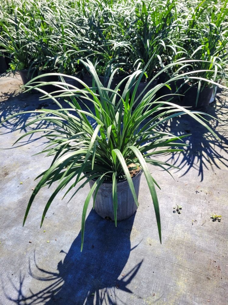 liriope-muscari-super-blue-lilyturf