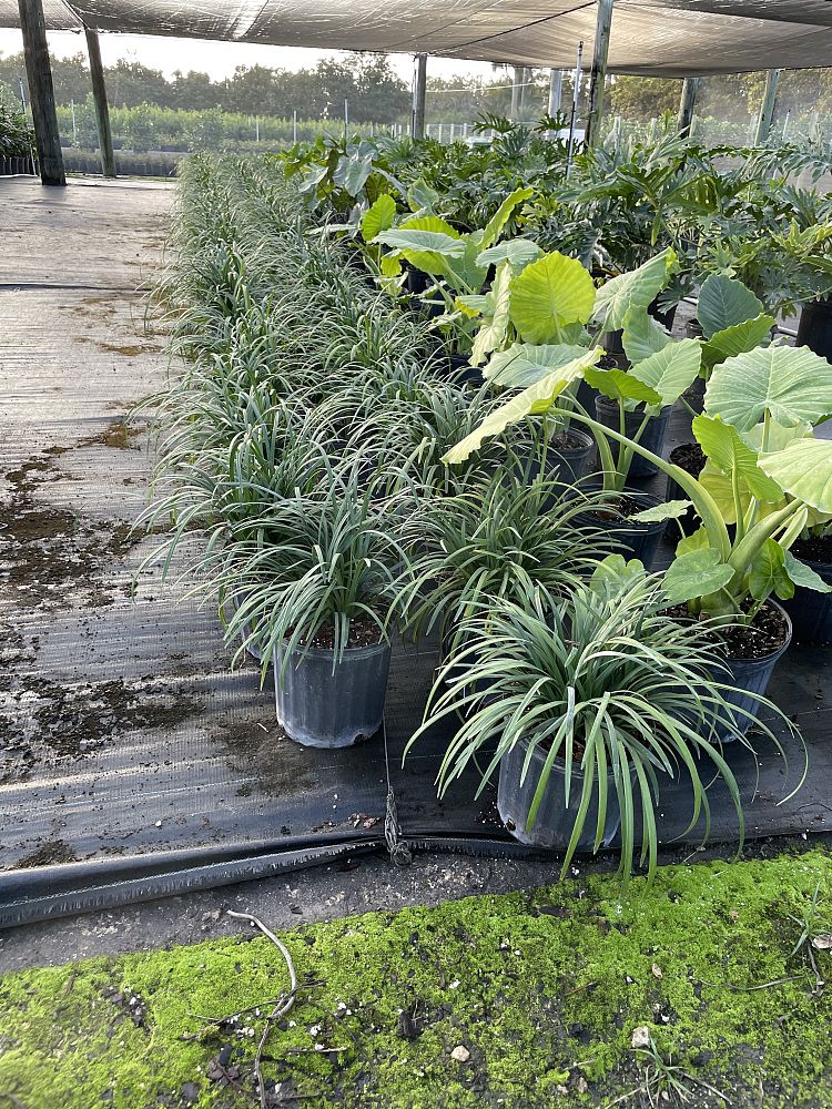 liriope-muscari-super-blue-lilyturf