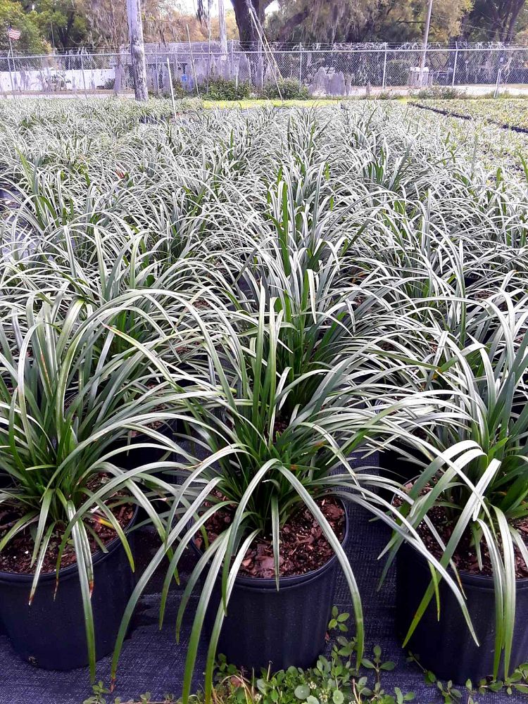 liriope-muscari-super-blue-lilyturf