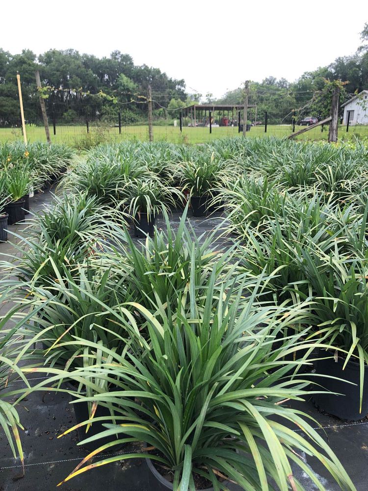 liriope-muscari-super-blue-lilyturf