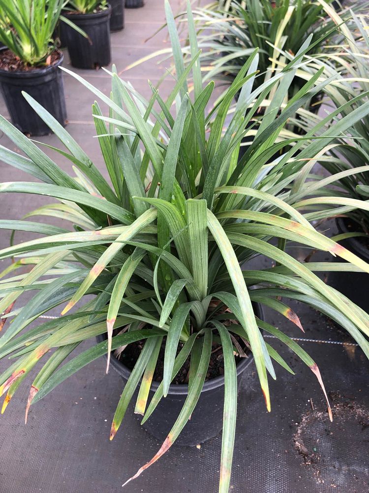 liriope-muscari-super-blue-lilyturf