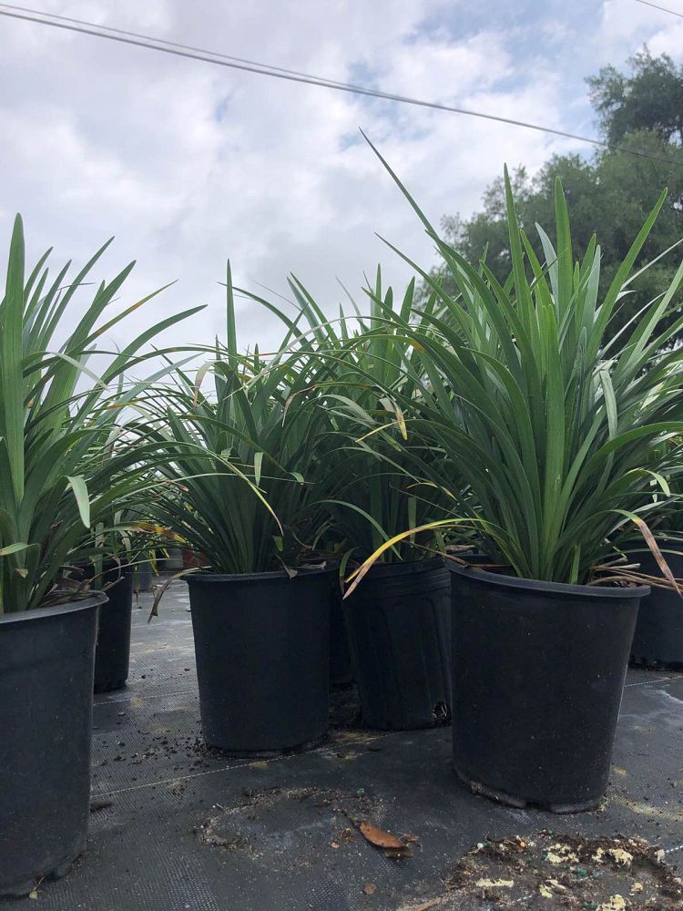 liriope-muscari-super-blue-lilyturf