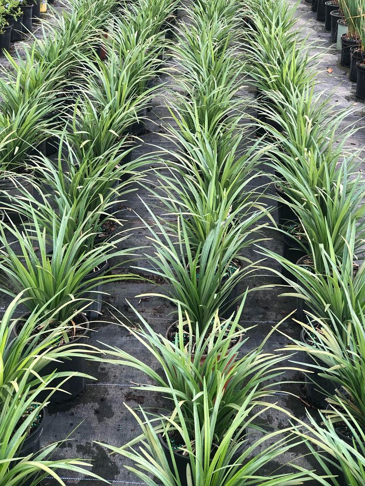 liriope-muscari-super-blue-lilyturf
