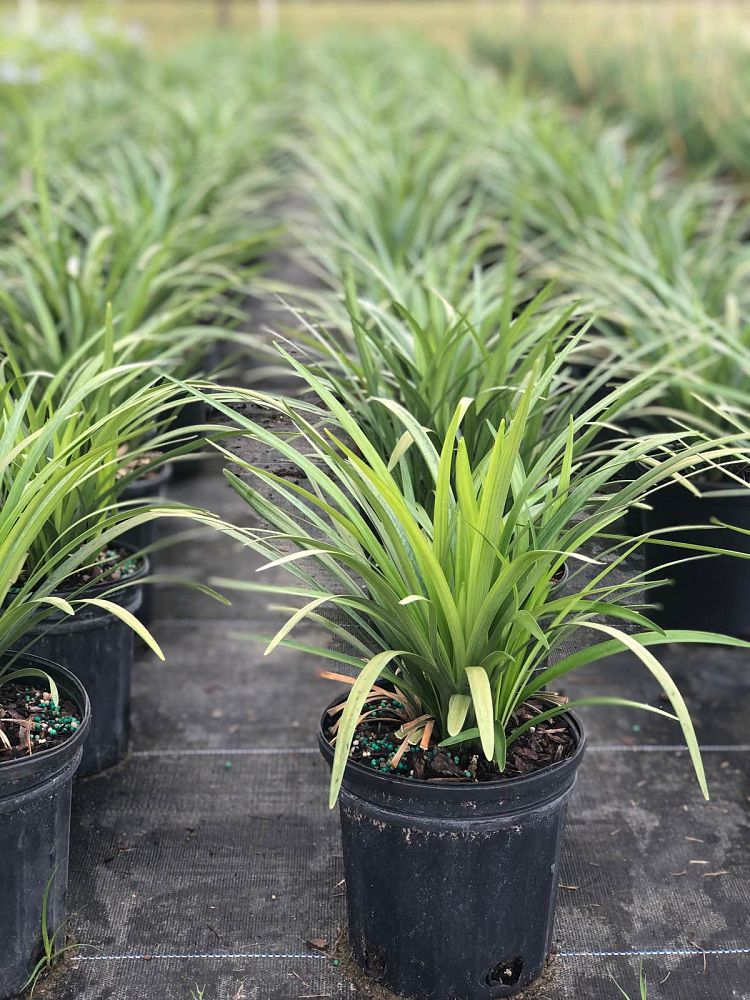 liriope-muscari-super-blue-lilyturf