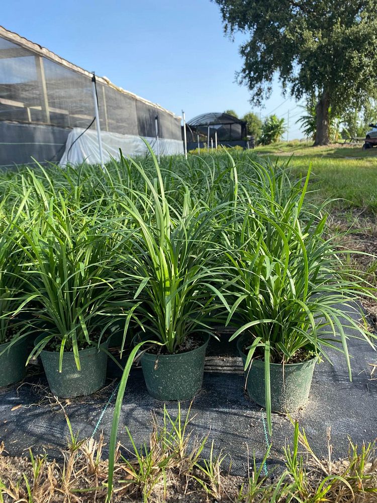 liriope-muscari-super-blue-lilyturf