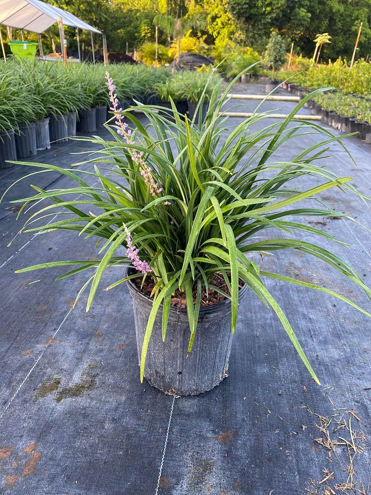 liriope-muscari-super-blue-lilyturf