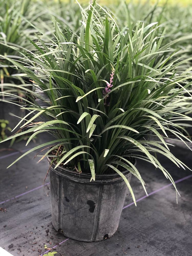 liriope-muscari-super-blue-lilyturf