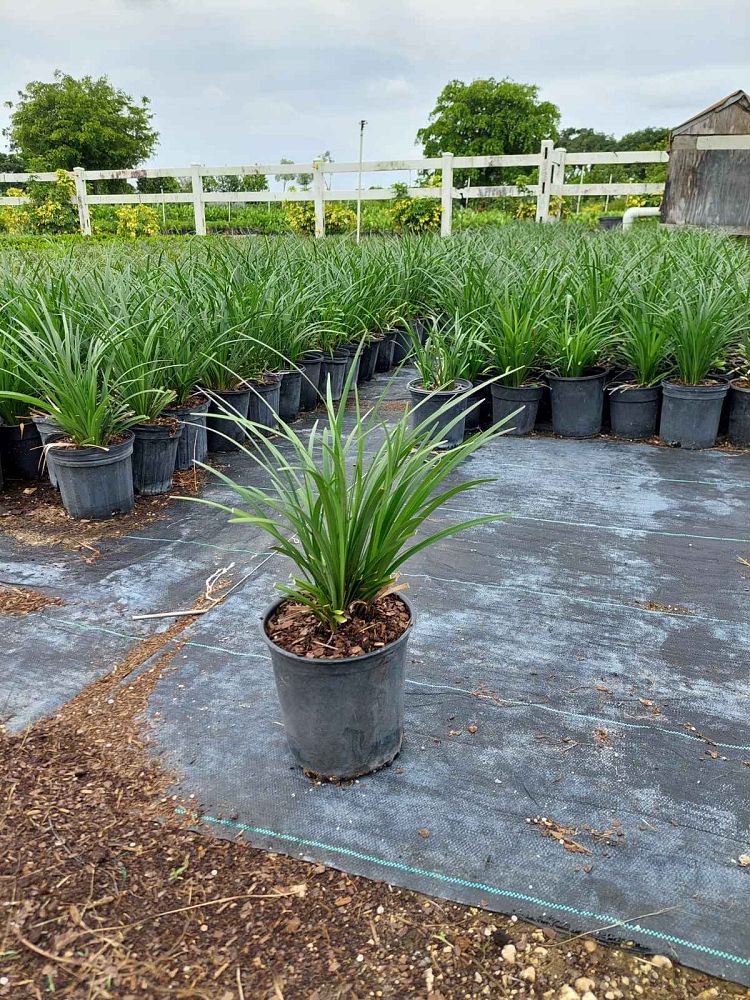 liriope-muscari-super-blue-lilyturf