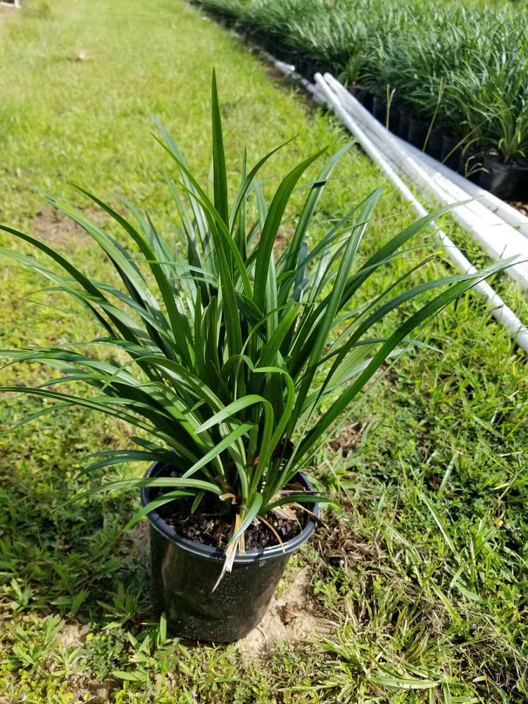 liriope-muscari-super-blue-lilyturf