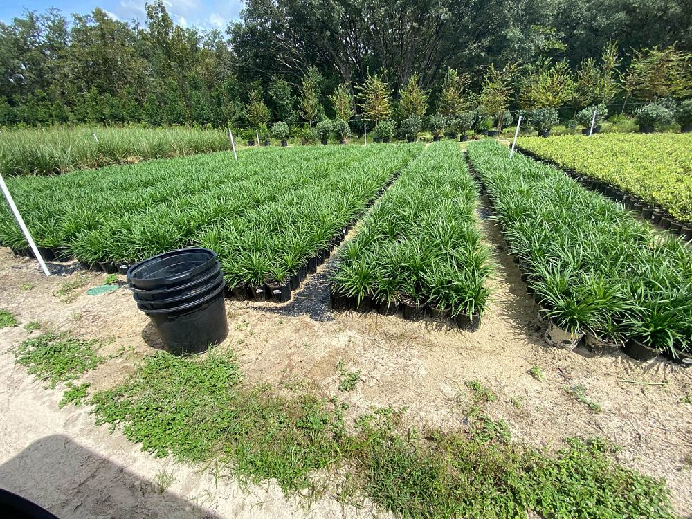 liriope-muscari-super-blue-lilyturf