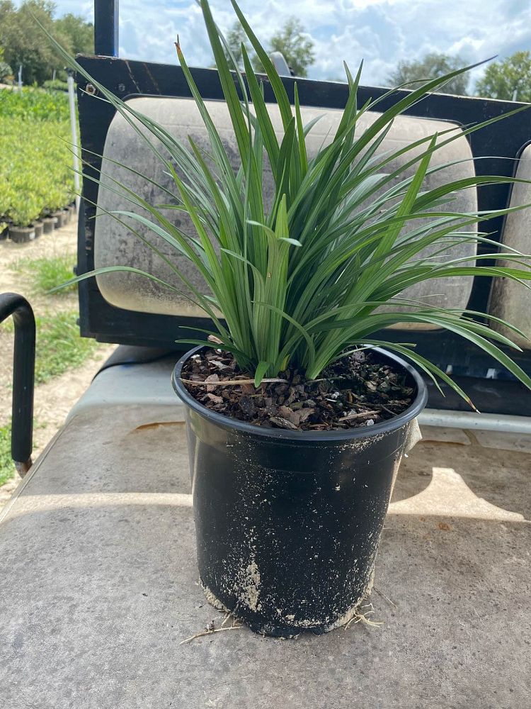 liriope-muscari-super-blue-lilyturf