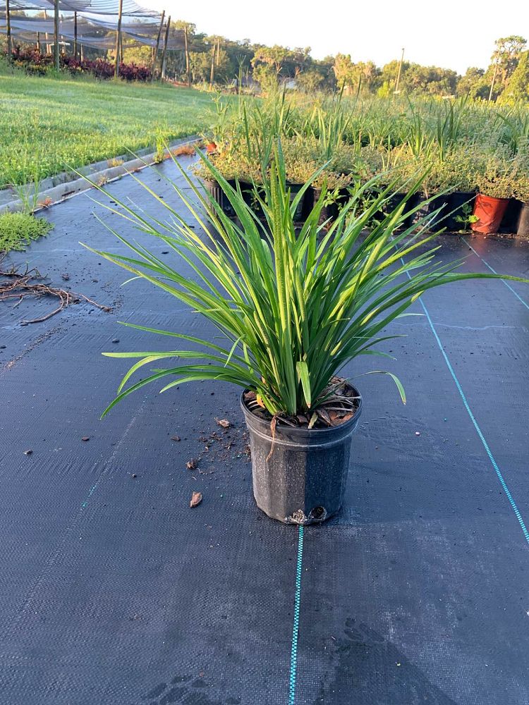 liriope-muscari-super-blue-lilyturf