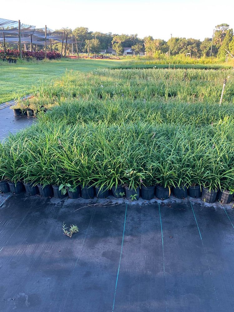liriope-muscari-super-blue-lilyturf
