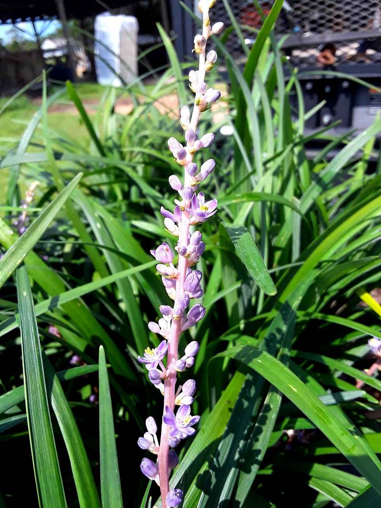 liriope-muscari-super-blue-lilyturf