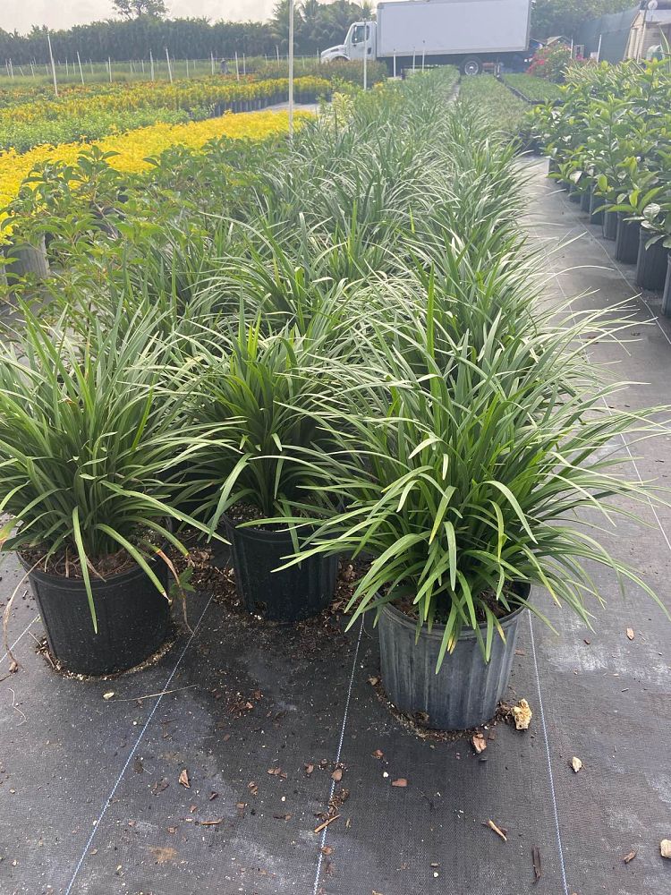 liriope-muscari-super-blue-lilyturf