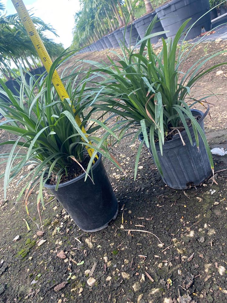 liriope-muscari-super-blue-lilyturf
