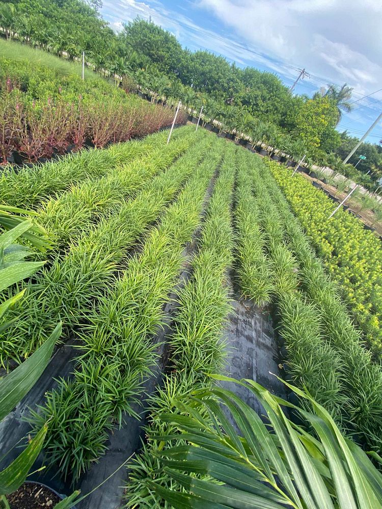 liriope-muscari-super-blue-lilyturf