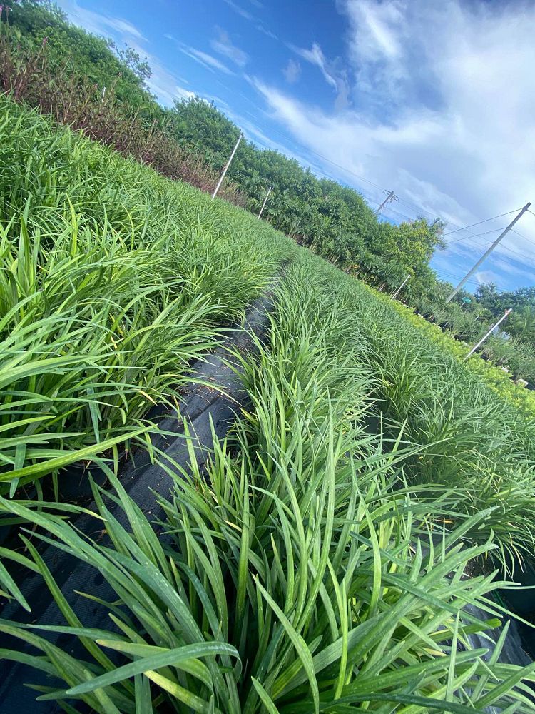 liriope-muscari-super-blue-lilyturf
