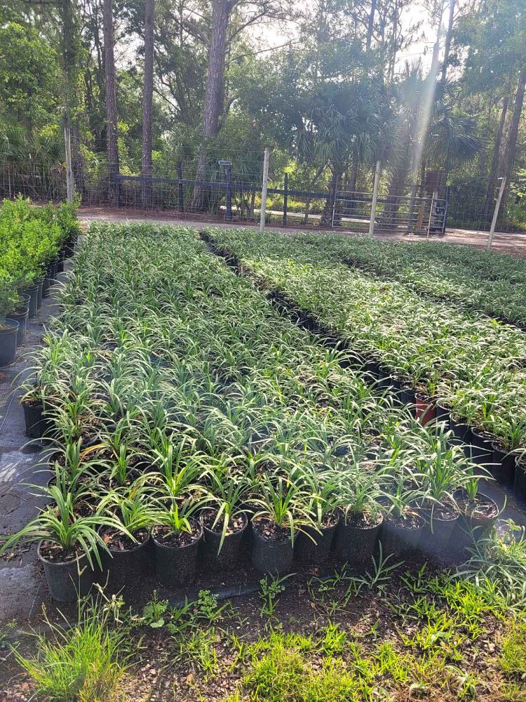 liriope-muscari-super-blue-lilyturf