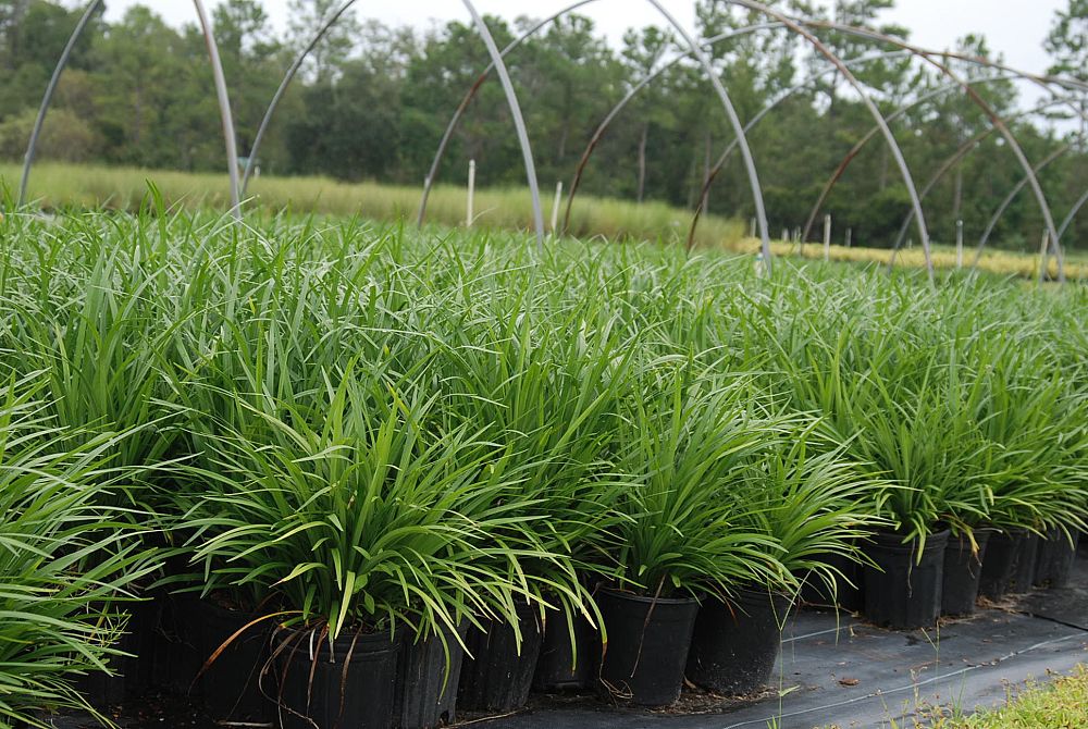 liriope-muscari-super-blue-lilyturf