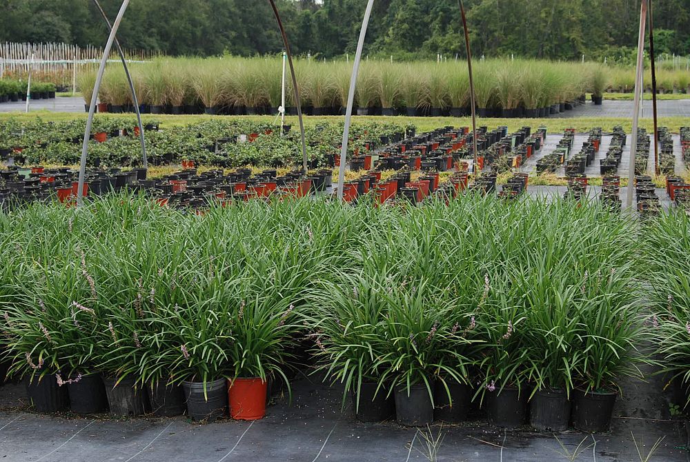 liriope-muscari-super-blue-lilyturf