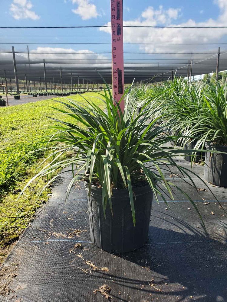 liriope-muscari-super-blue-lilyturf