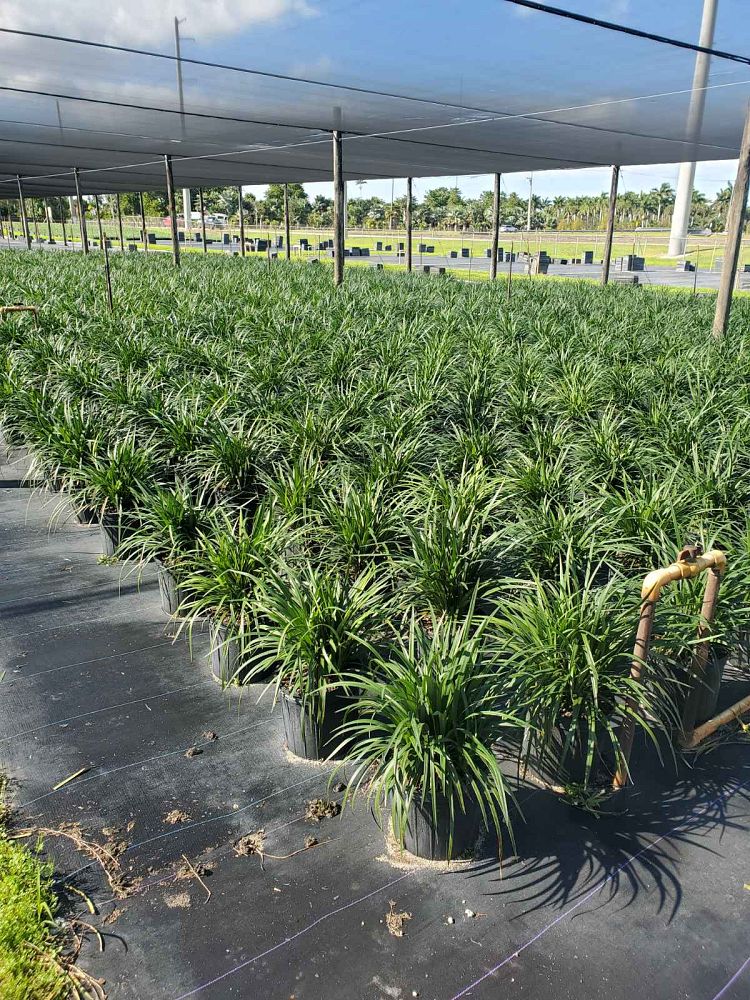 liriope-muscari-super-blue-lilyturf