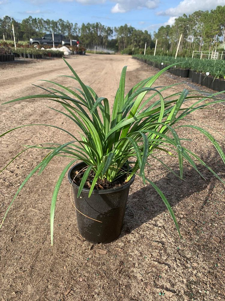 liriope-muscari-super-blue-lilyturf