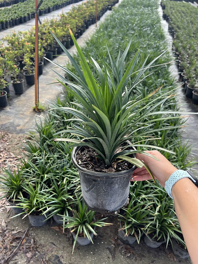 liriope-muscari-super-blue-lilyturf