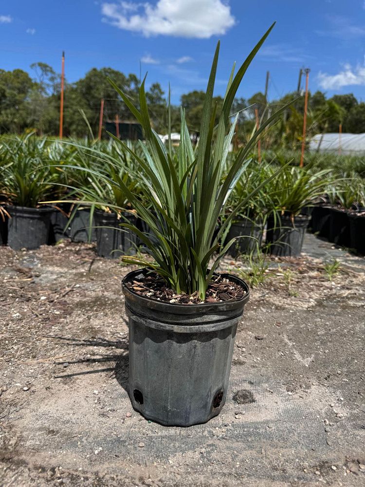 liriope-muscari-super-blue-lilyturf