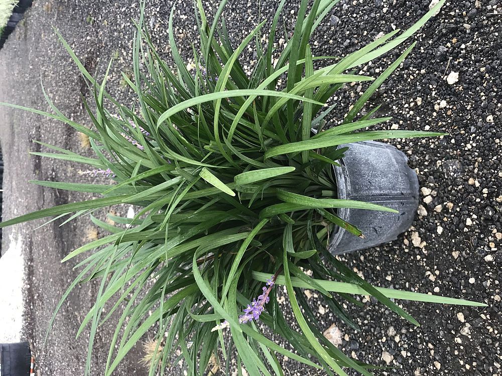 liriope-muscari-super-blue-lilyturf