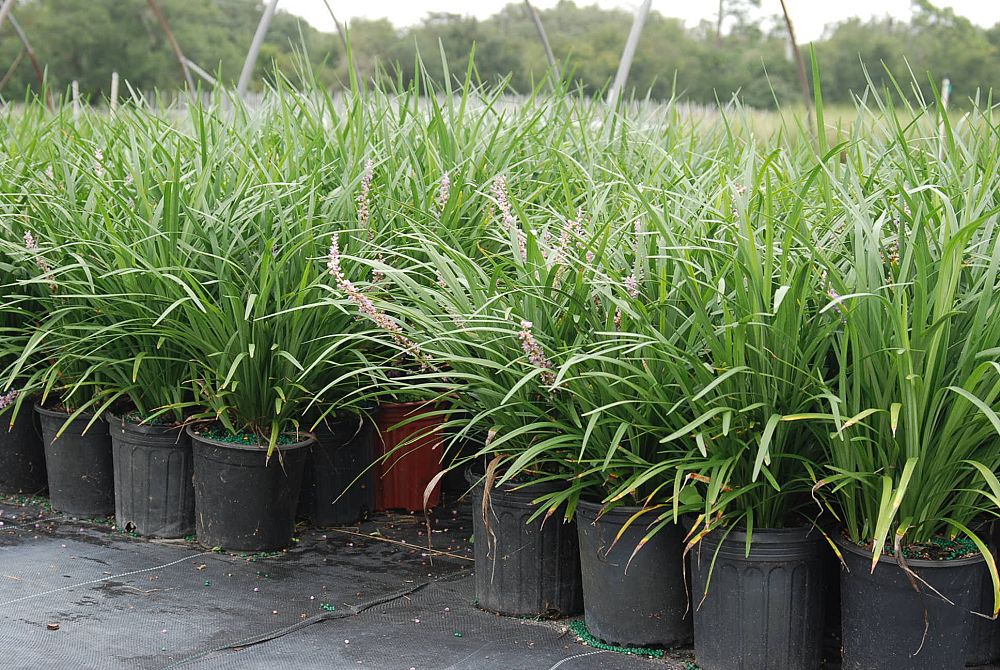 liriope-muscari-super-blue-lilyturf