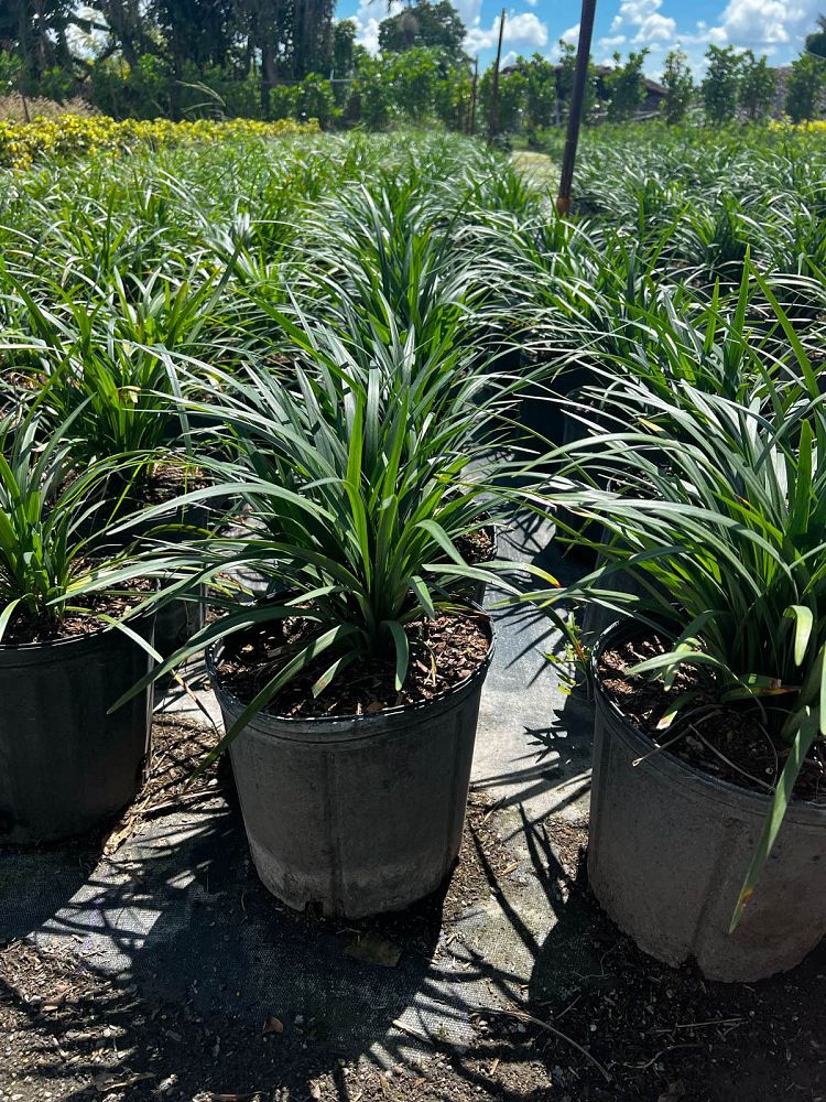 liriope-muscari-super-blue-lilyturf
