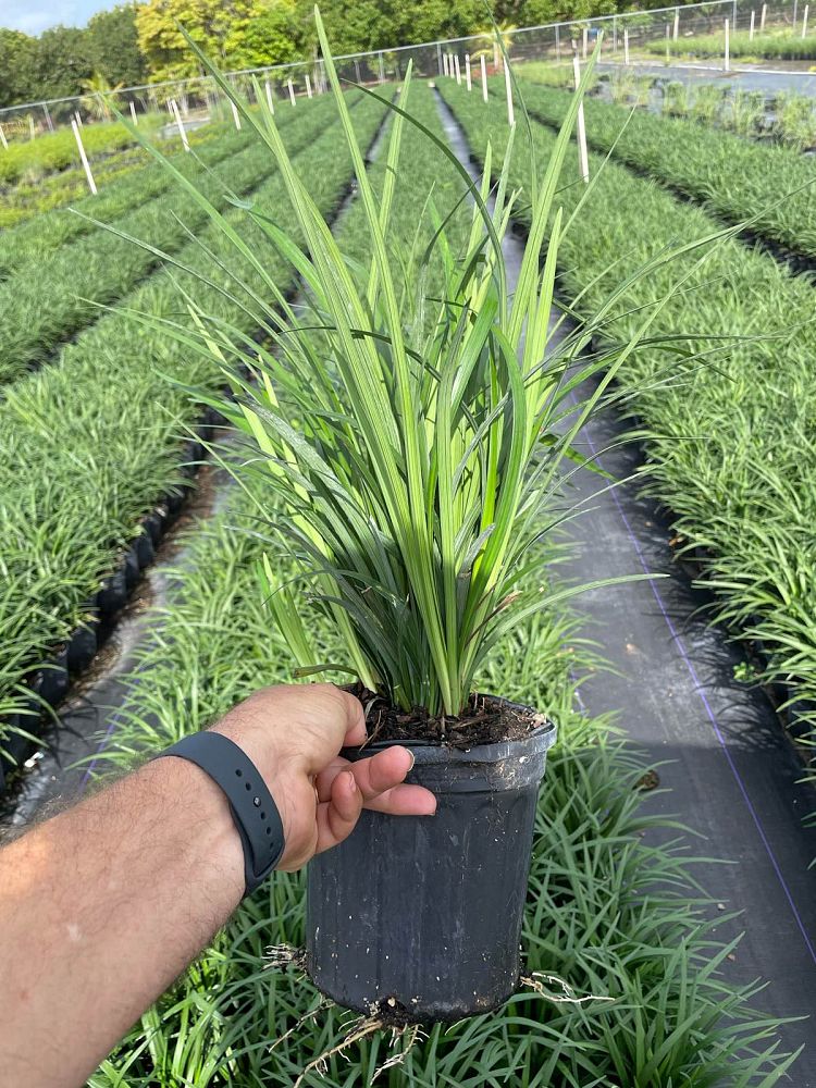 liriope-muscari-super-blue-lilyturf