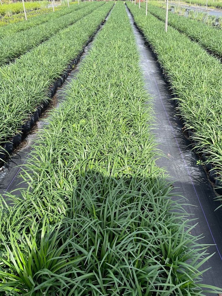 liriope-muscari-super-blue-lilyturf