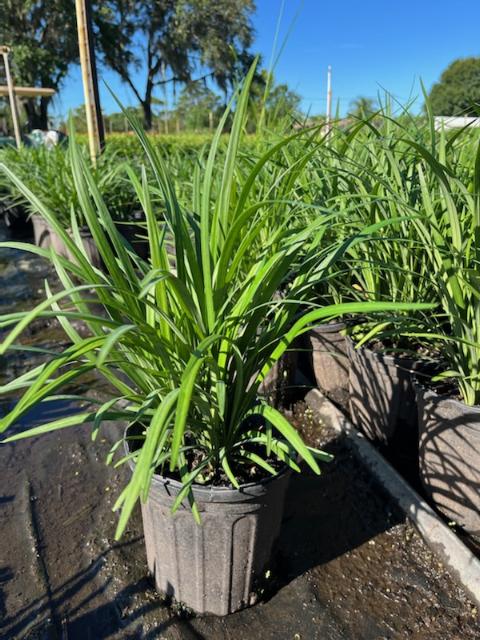liriope-muscari-super-blue-lilyturf