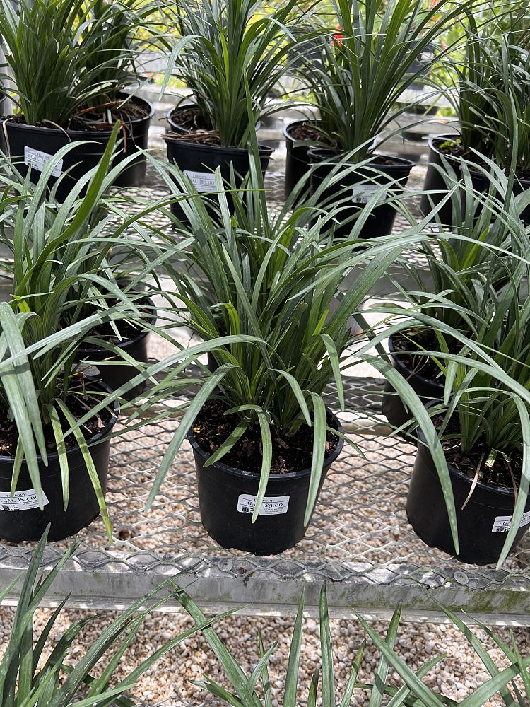 liriope-muscari-super-blue-lilyturf