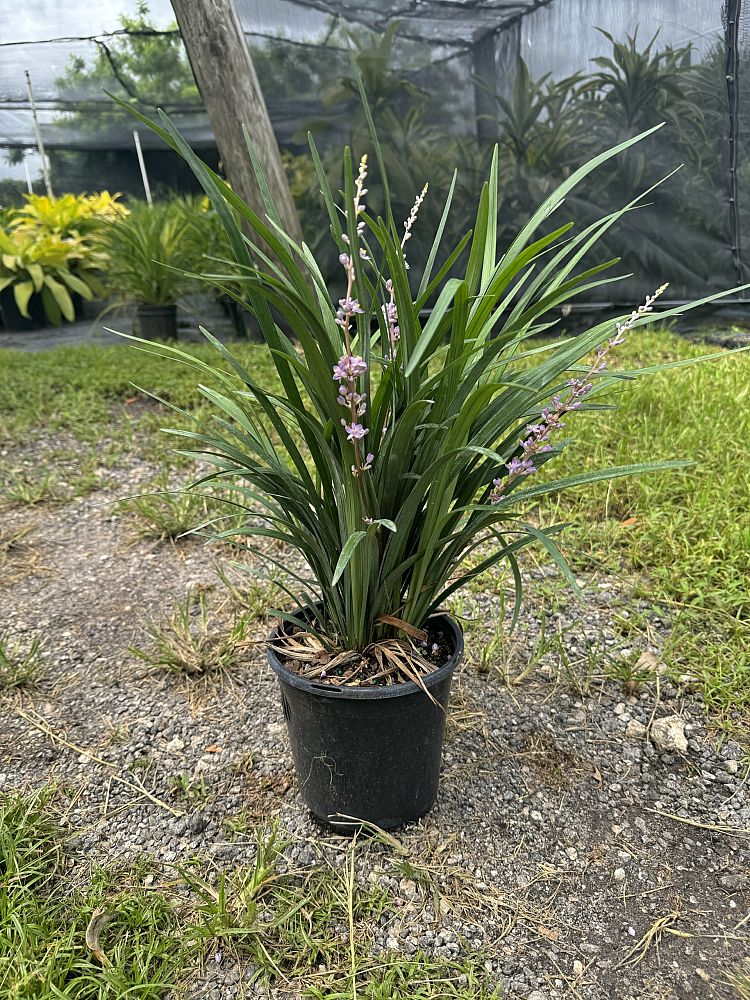 liriope-muscari-super-blue-lilyturf