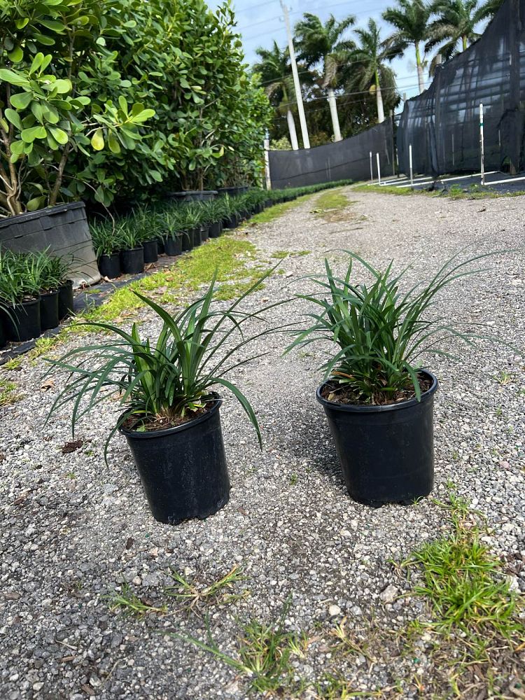 liriope-muscari-super-blue-lilyturf