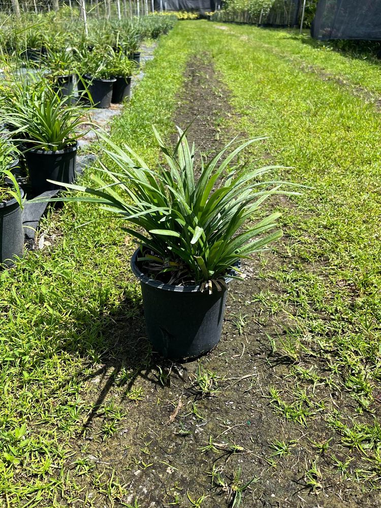 liriope-muscari-super-blue-lilyturf