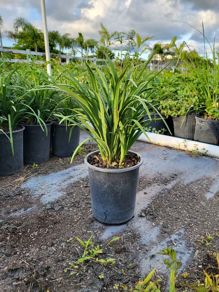 liriope-muscari-super-blue-lilyturf