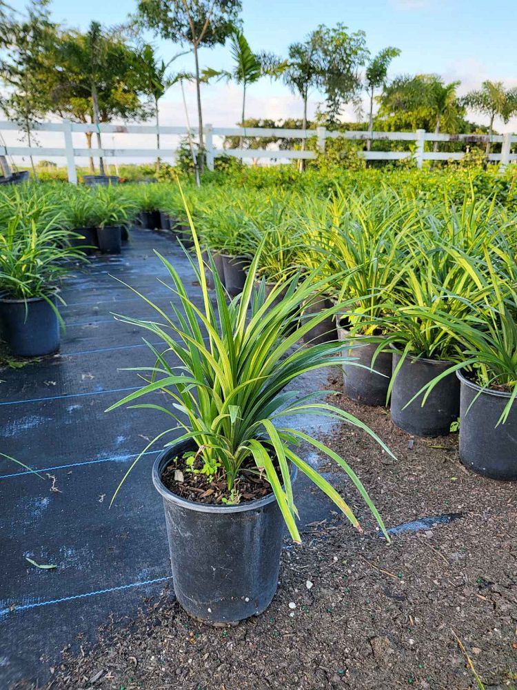 liriope-muscari-super-blue-lilyturf
