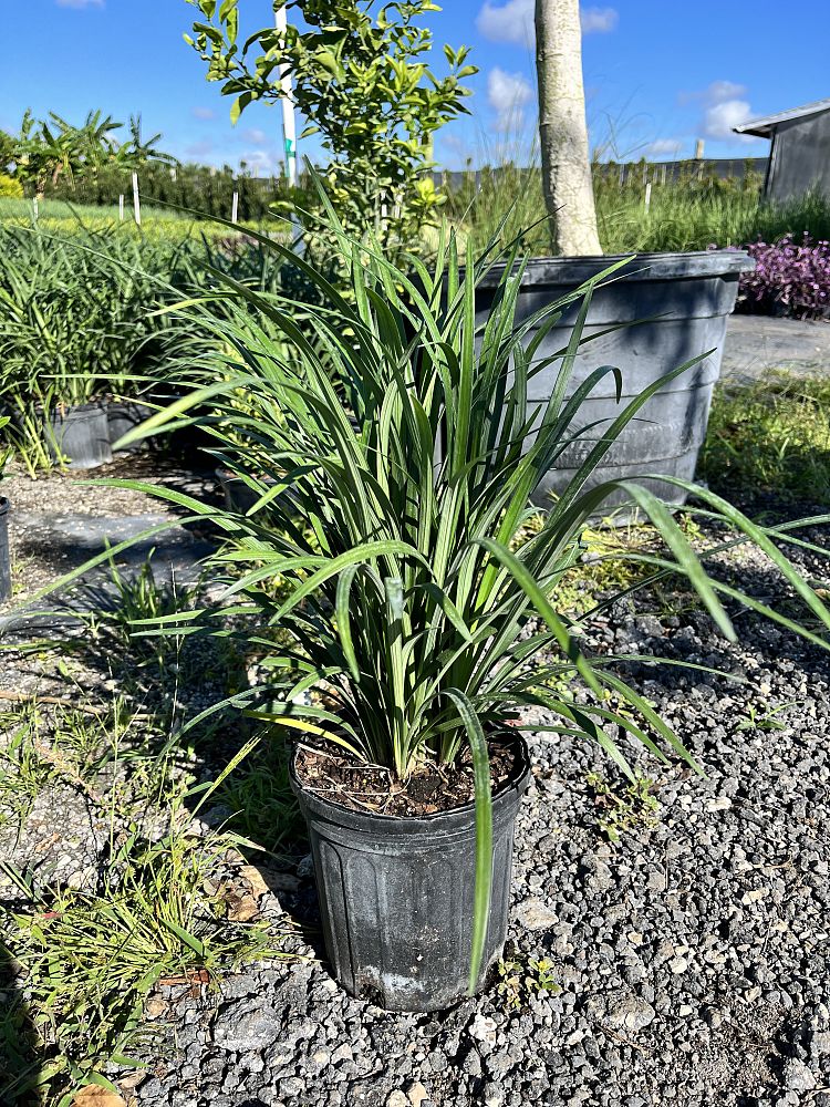 liriope-muscari-super-blue-lilyturf