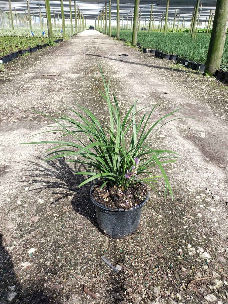 liriope-muscari-super-blue-lilyturf