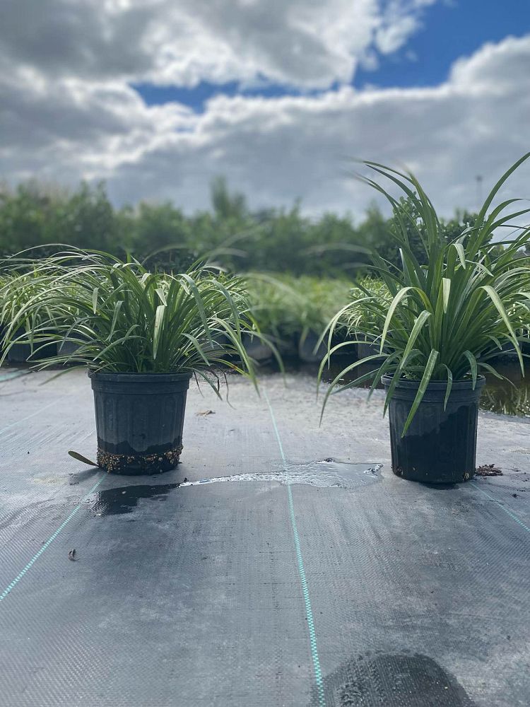 liriope-muscari-super-blue-lilyturf