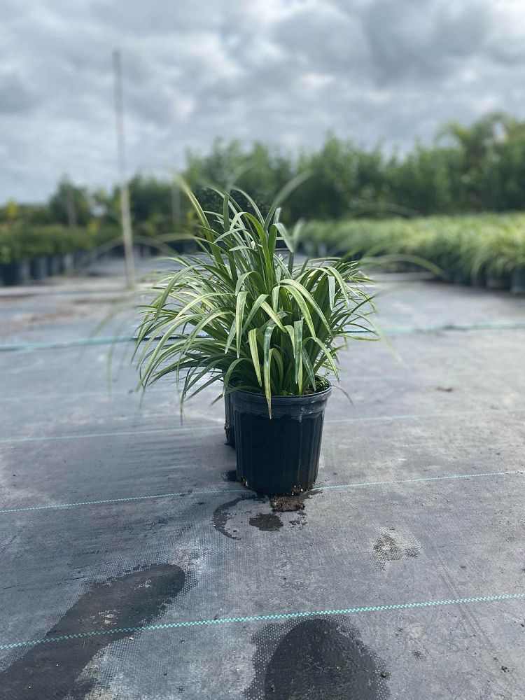 liriope-muscari-super-blue-lilyturf