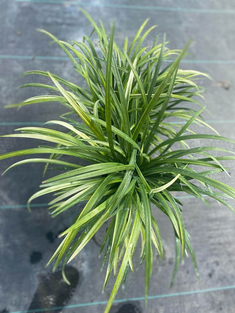 liriope-muscari-super-blue-lilyturf